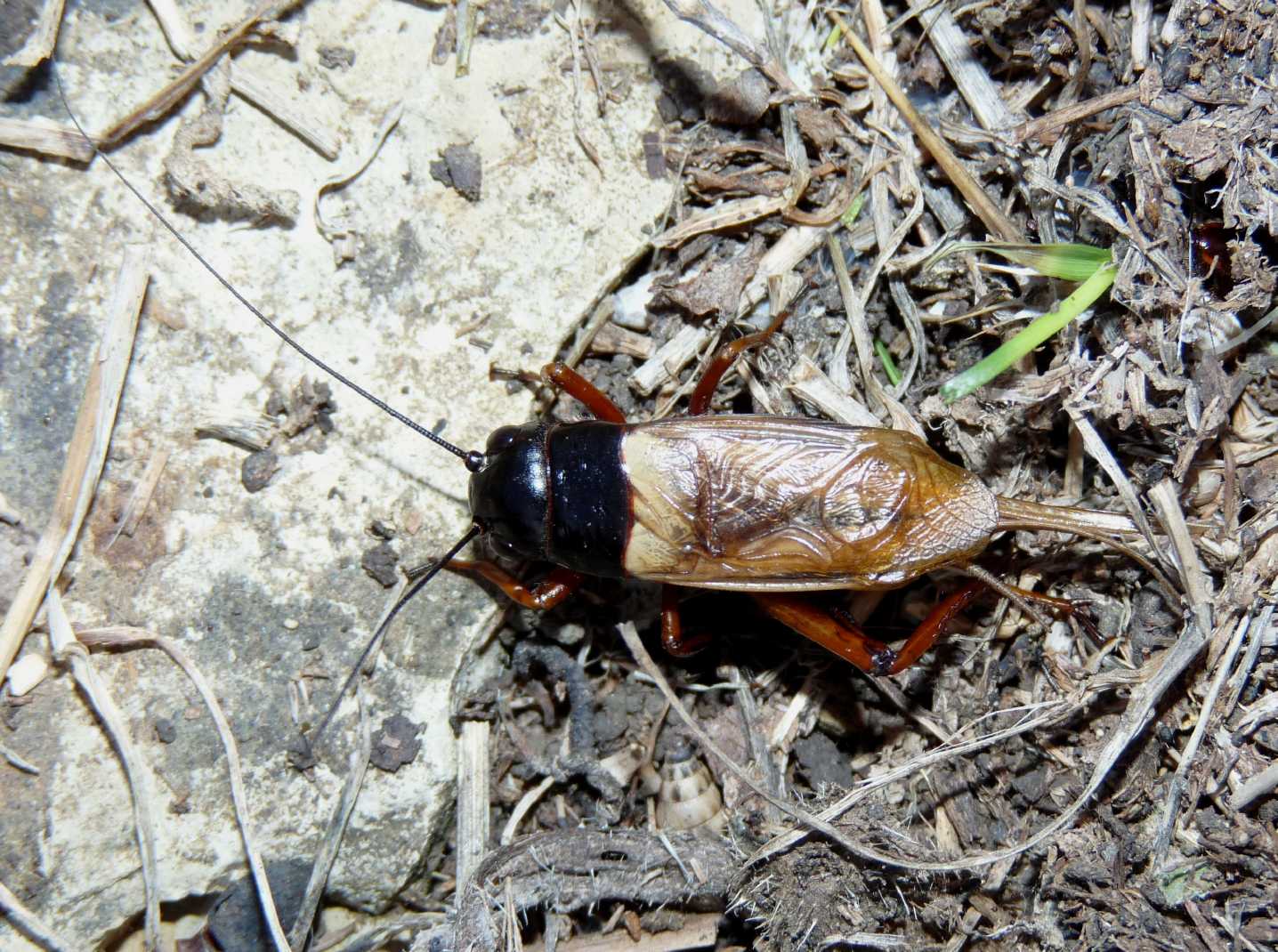 Grillo colorato - Gryllus bimaculatus ?